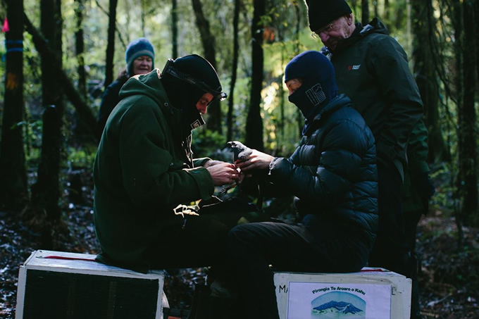 Dave Bryden and the team banding the bird in preparation for translocation.