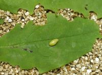 Tutsan beetle larva and damage