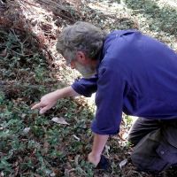 Chris observing tradescantia leaf beetle damage