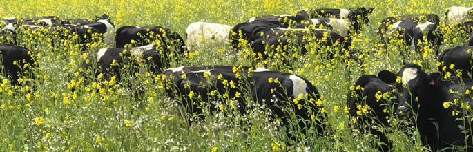 Heifers grazing soil primer mix to help kick-start soil health