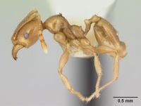 Minor worker, lateral view. Image ANTWEB