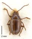 Adult beetle