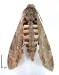 Kumara moth