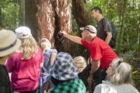 Bushwalk at the Auckland BioBlitz