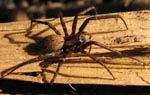 Female sheetweb spider. Photo by Sarah Barlow