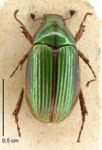 Manuka chafer beetle