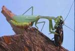 Adult South African praying mantis