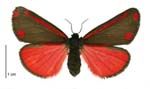 Adult cinnabar moth
