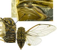 Close-up views of male tymbal with ridges