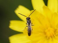 Native bee (<em>Lasioglossum sordidum</em>)