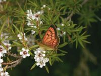 Copper butterfly (<em>Lycaena</em> spp.)