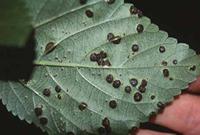 Lantana camara (Brisbane common pink) infected with both Puccinia lantanae (larger pustules) and Prospodium tuberculatum.