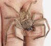 Avondale spider. Image - NZAC slide collection