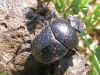 Adult dung beetle in Italy.
