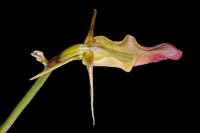 <em>Cryptostylis subulata</em>, the duck bill orchid. Image - Jeremy Rolfe© 