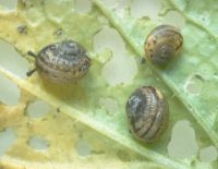 brown garden snails, Helicidae: <em>Cantareus aspersus</em> (Mūller, 1774)