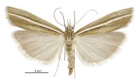 Orocrambus haplotomus (female). Crambidae: Crambinae. Endemic