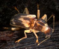 Elmid adult species 1 beetle