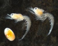 Atyid juvenile shrimps crustacea