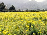 An increasingly unfamiliar sight in New Zealand, ragwort in 1981 before the release of the flea beetle.