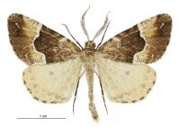Pseudocoremia insignita (male). Geometridae: Ennominae. 