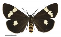 Nyctemera amica x annulata (female). Erebidae: Arctiinae. 