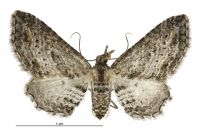 Pasiphila humilis (female). Geometridae: Larentiinae. 
