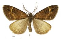 Pseudocoremia productata (male). Geometridae: Ennominae. 