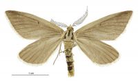 Asaphodes oxyptera (male). Geometridae: Larentiinae. Subantarctic Islands only