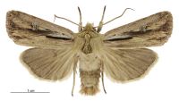 Tmetolophota propria (male). Noctuidae: Noctuinae. 