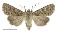 Graphania omicron (female). Noctuidae: Noctuinae. 