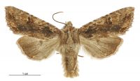 Meterana pascoi (male). Noctuidae: Noctuinae. 