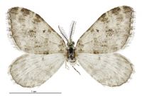 Helastia salmoni (male). Geometridae: Larentiinae. 