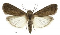 Athetis tenuis (male). Noctuidae: Noctuinae. 