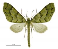 Tatosoma lestevata (male). Geometridae: Larentiinae. 