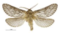 Aoraia aspina (male). Hepialidae: . 