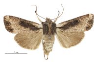 Graphania omoplaca (female). Noctuidae: Noctuinae. 