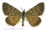 Dichromodes simulans (male). Geometridae: Oenochrominae s. lat.. 