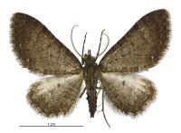 Pasiphila dryas (male). Geometridae: Larentiinae. 