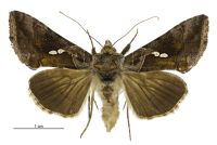 Chrysodeixis eriosoma (female). Noctuidae: Plusiinae. 