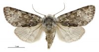 Ichneutica cana (female). Noctuidae: Noctuinae. 