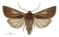 Ichneutica lindsayi (male). Noctuidae: Noctuinae. 