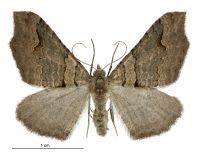 Austrocidaria parora (female). Geometridae: Larentiinae. 