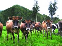 Young dairy cows on a farm/forest margin at Karamea – Caroline Thomson