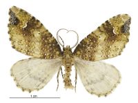 Asaphodes limonodes (male). Geometridae: Larentiinae. 