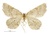 Ischalis dugdalei (male). Geometridae: Ennominae. 