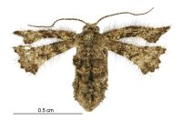 Zermizinga indocilisaria (female). Geometridae: Ennominae. 