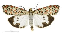 Utetheisa lotrix (male). Erebidae: Arctiinae. Irregular migrant to New Zealand