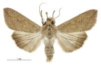 Mythimna separata (male). Noctuidae: Noctuinae. 