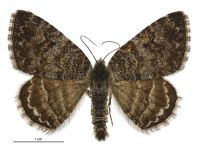 Dasyuris hectori (male). Geometridae: Larentiinae. 